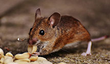 24 Hour & Emergency Exterminators in Mooreville, MS